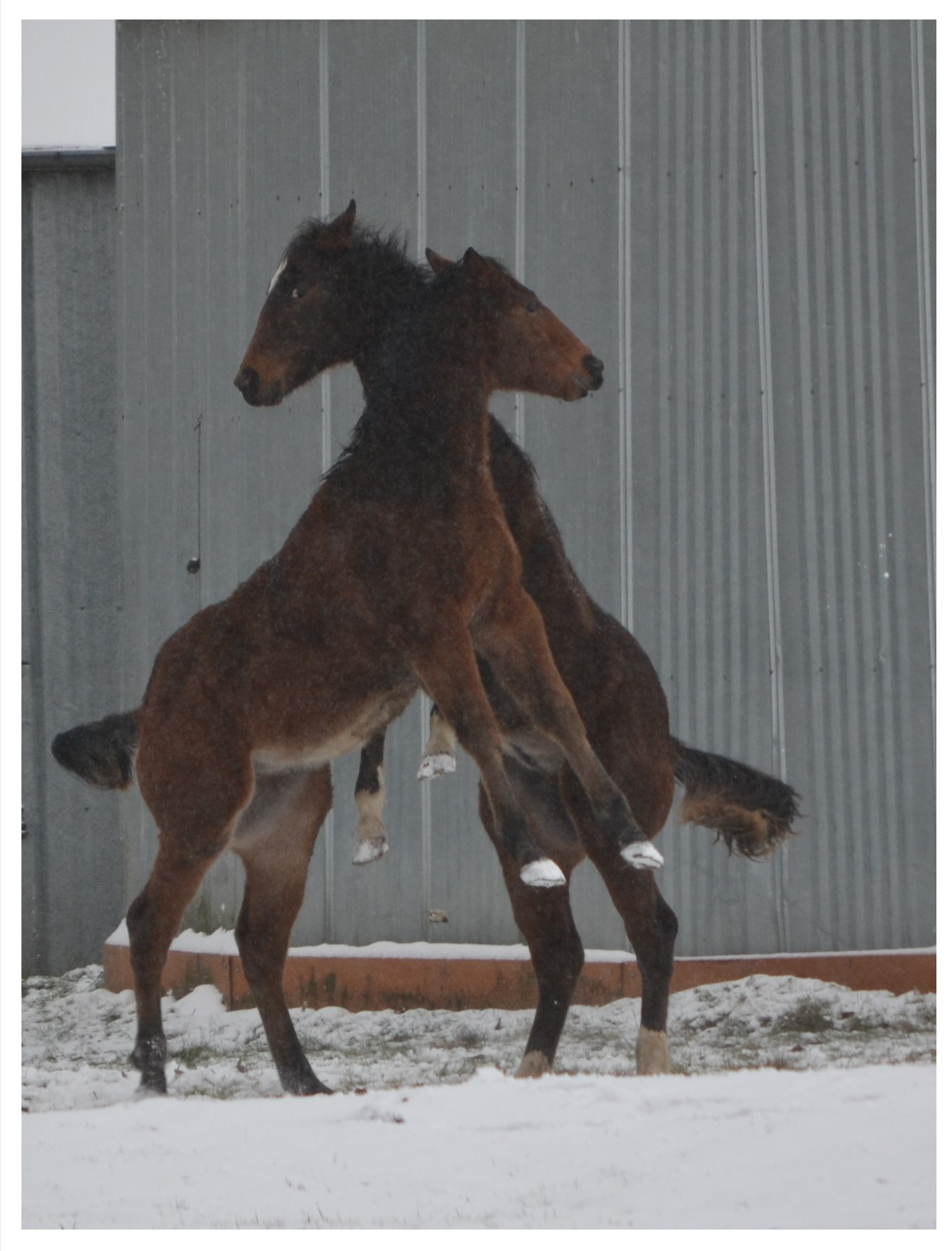 Two horses jumping